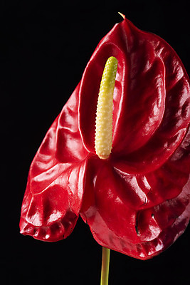 포토 JPG 스튜디오촬영 꽃 백그라운드 한송이 검은배경 실내 근접촬영 사람없음 신선 오브젝트 안스리움 국내포토 식물 1 뷰포인트 내부 검은색 송이 파일형식