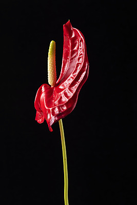 포토 JPG 스튜디오촬영 꽃 백그라운드 한송이 검은배경 실내 누끼 근접촬영 사람없음 신선 오브젝트 안스리움 국내포토 식물 1 뷰포인트 내부 검은색 송이 파일형식