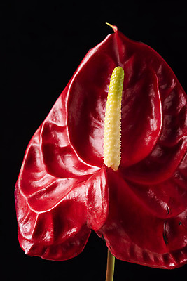 포토 JPG 스튜디오촬영 꽃 백그라운드 한송이 검은배경 실내 근접촬영 사람없음 신선 오브젝트 안스리움 국내포토 식물 1 뷰포인트 내부 검은색 송이 파일형식