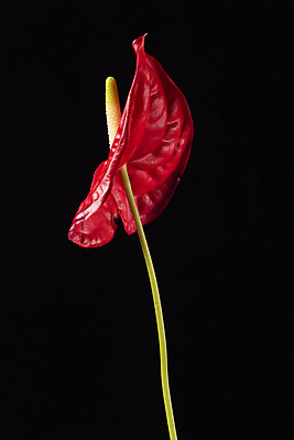 포토 JPG 스튜디오촬영 꽃 백그라운드 한송이 검은배경 실내 누끼 근접촬영 사람없음 신선 오브젝트 안스리움 국내포토 식물 1 뷰포인트 내부 검은색 송이 파일형식