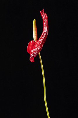 포토 JPG 스튜디오촬영 꽃 백그라운드 한송이 검은배경 실내 누끼 근접촬영 사람없음 신선 오브젝트 안스리움 국내포토 식물 1 뷰포인트 내부 검은색 송이 파일형식