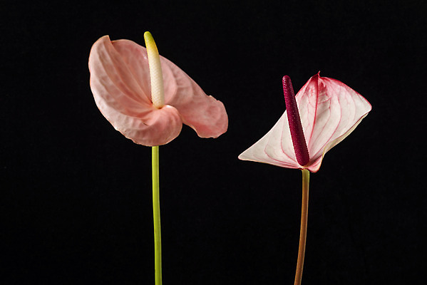 포토 JPG 스튜디오촬영 꽃 백그라운드 검은배경 실내 누끼 근접촬영 사람없음 신선 두송이 오브젝트 안스리움 국내포토 식물 뷰포인트 2 내부 검은색 파일형식