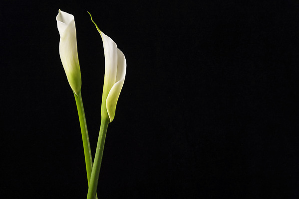 포토 JPG 스튜디오촬영 무료이미지 꽃 백그라운드 검은배경 실내 누끼 근접촬영 사람없음 신선 두송이 카라 오브젝트 국내포토 식물 뷰포인트 2 내부 검은색 파일형식