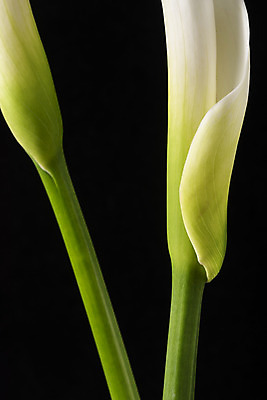 포토 JPG 스튜디오촬영 꽃 백그라운드 검은배경 실내 근접촬영 사람없음 신선 두송이 카라 오브젝트 국내포토 식물 뷰포인트 2 내부 검은색 파일형식