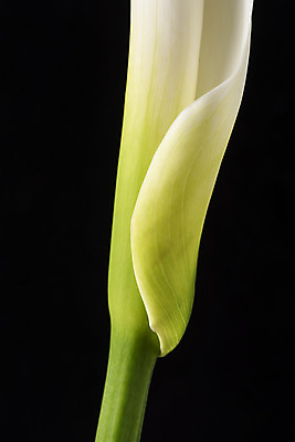 포토 JPG 스튜디오촬영 꽃 백그라운드 한송이 검은배경 실내 근접촬영 사람없음 신선 카라 오브젝트 국내포토 식물 1 뷰포인트 내부 검은색 송이 파일형식