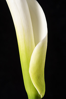 포토 JPG 스튜디오촬영 꽃 백그라운드 한송이 검은배경 실내 근접촬영 사람없음 신선 카라 오브젝트 국내포토 식물 1 뷰포인트 내부 검은색 송이 파일형식