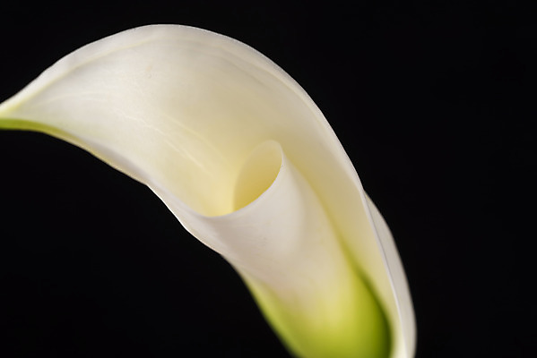 포토 JPG 스튜디오촬영 꽃 백그라운드 한송이 검은배경 실내 근접촬영 사람없음 신선 카라 오브젝트 국내포토 식물 1 뷰포인트 내부 검은색 송이 파일형식