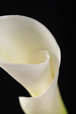 포토 JPG 스튜디오촬영 꽃 백그라운드 한송이 검은배경 실내 근접촬영 사람없음 신선 카라 오브젝트 국내포토 식물 1 뷰포인트 내부 검은색 송이 파일형식