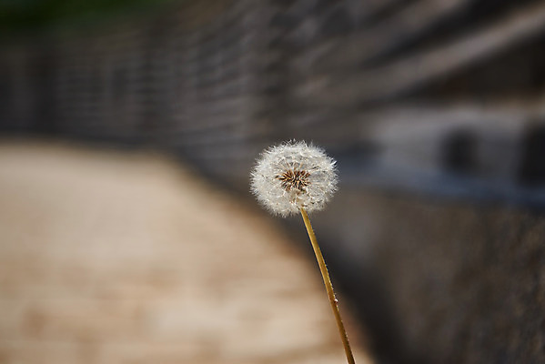 포토 JPG 주간 한국전통 여행 유적지 풍경 사람없음 야외 아웃포커스 관광지 맑음 봄 문화재 역사 한국사 민들레 강화도 광성보 국내여행 사적지 신미양요 국내포토 자연요소 전통 계절 꽃 고건축 날씨 한국 촬영기법 인천 파일형식