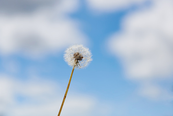포토 JPG 주간 구름 한국전통 여행 유적지 하늘 풍경 사람없음 야외 아웃포커스 관광지 맑음 봄 문화재 역사 한국사 민들레 강화도 광성보 국내여행 사적지 신미양요 국내포토 자연요소 전통 계절 꽃 고건축 날씨 한국 촬영기법 인천 파일형식