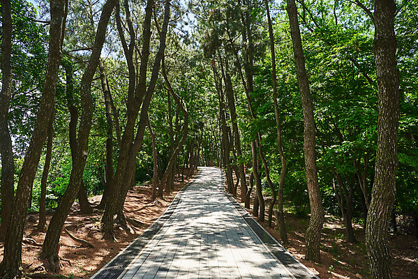 포토 JPG 주간 나무 한국전통 여행 유적지 풍경 사람없음 야외 관광지 맑음 봄 산책로 문화재 역사 한국사 강화도 광성보 국내여행 사적지 신미양요 국내포토 자연요소 식물 전통 계절 길 고건축 날씨 한국 인천 파일형식