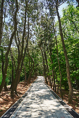 포토 JPG 주간 나무 한국전통 여행 유적지 풍경 사람없음 야외 관광지 맑음 봄 산책로 문화재 역사 한국사 강화도 광성보 국내여행 사적지 신미양요 국내포토 자연요소 식물 전통 계절 길 고건축 날씨 한국 인천 파일형식