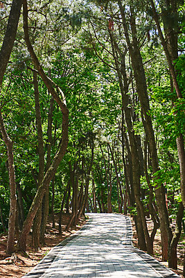 포토 JPG 주간 나무 한국전통 여행 유적지 풍경 사람없음 야외 관광지 맑음 봄 산책로 문화재 역사 한국사 강화도 광성보 국내여행 사적지 신미양요 국내포토 자연요소 식물 전통 계절 길 고건축 날씨 한국 인천 파일형식