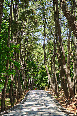 포토 JPG 주간 나무 한국전통 여행 유적지 풍경 사람없음 야외 관광지 맑음 봄 산책로 문화재 역사 한국사 강화도 광성보 국내여행 사적지 신미양요 국내포토 자연요소 식물 전통 계절 길 고건축 날씨 한국 인천 파일형식