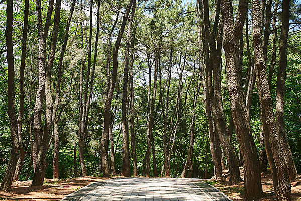 포토 JPG 주간 나무 한국전통 여행 유적지 풍경 사람없음 야외 관광지 맑음 봄 산책로 문화재 역사 한국사 강화도 광성보 국내여행 사적지 신미양요 국내포토 자연요소 식물 전통 계절 길 고건축 날씨 한국 인천 파일형식