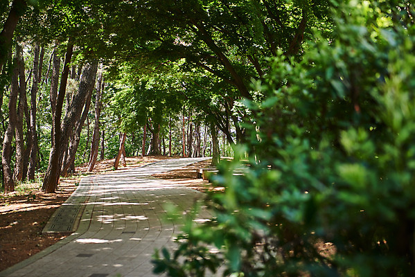 포토 JPG 주간 나무 한국전통 여행 유적지 풍경 사람없음 야외 관광지 맑음 봄 산책로 문화재 역사 한국사 강화도 광성보 국내여행 사적지 신미양요 국내포토 자연요소 식물 전통 계절 길 고건축 날씨 한국 인천 파일형식