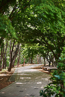 포토 JPG 주간 나무 한국전통 여행 유적지 풍경 사람없음 야외 관광지 맑음 봄 산책로 문화재 역사 한국사 강화도 광성보 국내여행 사적지 신미양요 국내포토 자연요소 식물 전통 계절 길 고건축 날씨 한국 인천 파일형식