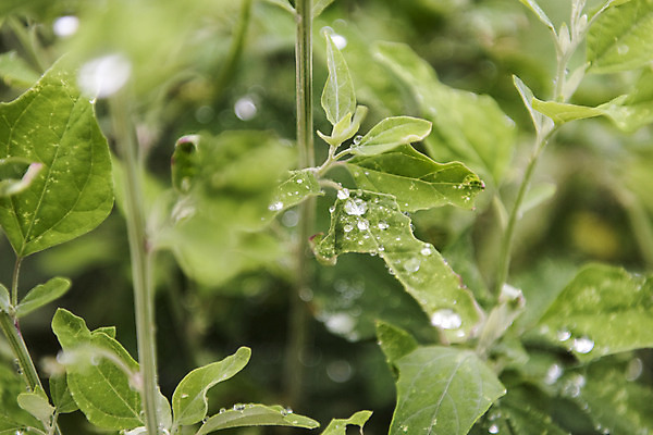 포토 JPG 주간 백그라운드 잎 풍경 사람없음 야외 비 빗방울 흐림 판교 국내포토 자연요소 식물 날씨 비_날씨 분당 파일형식