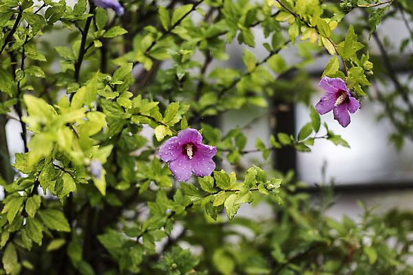 포토 JPG 주간 백그라운드 잎 풍경 사람없음 야외 비 빗방울 무궁화 흐림 판교 국내포토 자연요소 식물 꽃 날씨 비_날씨 분당 파일형식