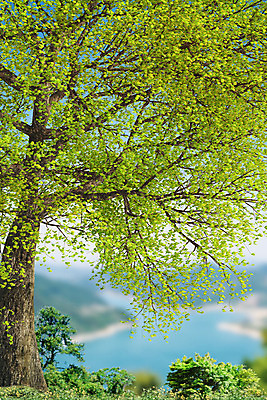 주간 PSD 나무 편집이미지 백그라운드 산 풍경 사람없음 야외 여름 3D소스 언덕 디지털합성 편집실사 편집3D 자연요소 식물 계절 3D CG 파일형식