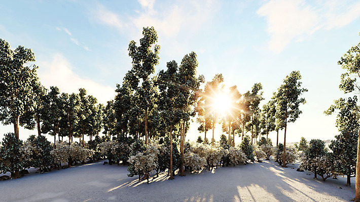 주간 PSD 나무 편집이미지 백그라운드 겨울 풍경 사람없음 야외 햇빛 3D소스 눈 숲속 디지털합성 편집실사 편집3D 자연요소 식물 계절 날씨 태양 3D 숲 CG 파일형식