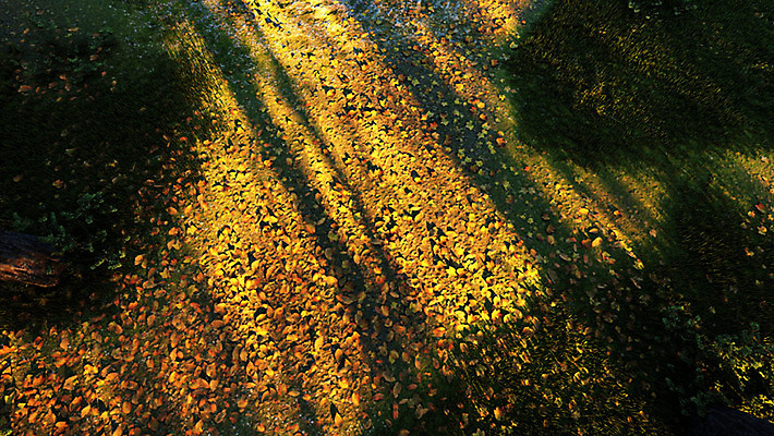 주간 PSD 편집이미지 백그라운드 낙엽 풍경 사람없음 야외 3D소스 일몰 가을 디지털합성 가을배경 편집실사 편집3D 자연요소 계절 잎 3D 노을 CG 파일형식 가을_계절