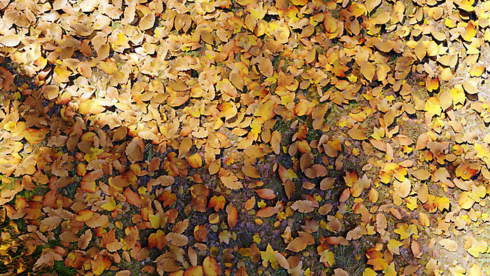 주간 PSD 편집이미지 백그라운드 단풍 낙엽 풍경 사람없음 야외 3D소스 가을 디지털합성 가을배경 편집실사 편집3D 자연요소 계절 잎 3D CG 파일형식 가을_계절