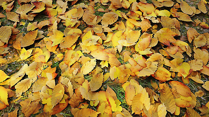 주간 PSD 편집이미지 백그라운드 단풍 낙엽 풍경 사람없음 야외 3D소스 가을 디지털합성 가을배경 편집실사 편집3D 자연요소 계절 잎 3D CG 파일형식 가을_계절