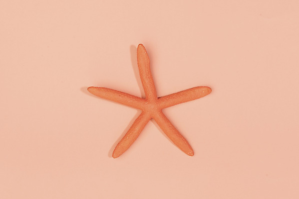 포토 JPG 스튜디오촬영 불가사리 실내 누끼 사람없음 하이앵글 한개 오브젝트 플랫레이 리빙코랄 코랄 국내포토 1 뷰포인트 컬러 극피동물 내부 플랫 파일형식 트랜드컬러