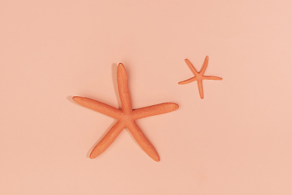 포토 JPG 스튜디오촬영 불가사리 실내 누끼 사람없음 하이앵글 두개 오브젝트 플랫레이 리빙코랄 코랄 국내포토 뷰포인트 컬러 2 극피동물 내부 플랫 파일형식 트랜드컬러