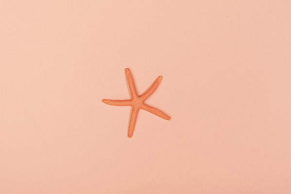 포토 JPG 스튜디오촬영 불가사리 실내 누끼 사람없음 하이앵글 한개 오브젝트 플랫레이 리빙코랄 코랄 국내포토 1 뷰포인트 컬러 극피동물 내부 플랫 파일형식 트랜드컬러