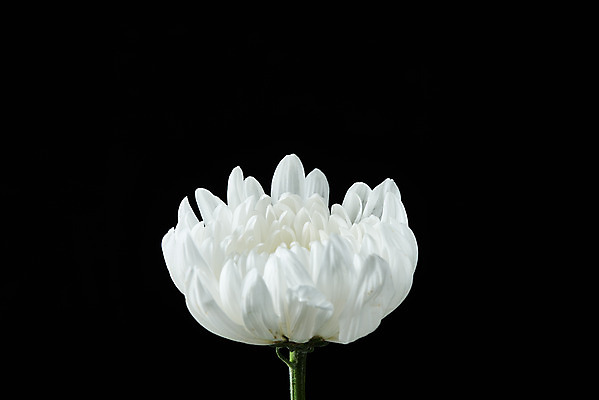 포토 JPG 스튜디오촬영 꽃 한송이 검은배경 국화 실내 누끼 사람없음 슬픔 죽음 애도 위로 장례 장례식 장례용품 추모 국내포토 식물 1 감정 백그라운드 내부 검은색 오브젝트 송이 파일형식