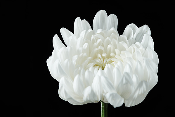 포토 JPG 스튜디오촬영 꽃 한송이 검은배경 국화 실내 누끼 근접촬영 사람없음 슬픔 죽음 애도 위로 장례 장례식 장례용품 추모 국내포토 식물 1 감정 뷰포인트 백그라운드 내부 검은색 오브젝트 송이 파일형식