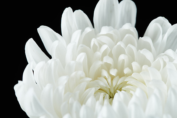 포토 JPG 스튜디오촬영 꽃 한송이 검은배경 국화 실내 누끼 근접촬영 사람없음 슬픔 죽음 애도 위로 장례 장례식 장례용품 추모 국내포토 식물 1 감정 뷰포인트 백그라운드 내부 검은색 오브젝트 송이 파일형식