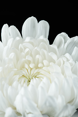 포토 JPG 스튜디오촬영 꽃 한송이 검은배경 국화 실내 누끼 근접촬영 사람없음 슬픔 죽음 애도 위로 장례 장례식 장례용품 추모 국내포토 식물 1 감정 뷰포인트 백그라운드 내부 검은색 오브젝트 송이 파일형식