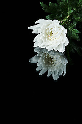 포토 JPG 스튜디오촬영 꽃 한송이 검은배경 국화 실내 누끼 사람없음 하이앵글 슬픔 죽음 애도 위로 장례 장례식 장례용품 추모 국내포토 식물 1 감정 뷰포인트 백그라운드 내부 검은색 오브젝트 송이 파일형식