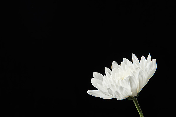 포토 JPG 스튜디오촬영 꽃 한송이 검은배경 국화 실내 누끼 사람없음 슬픔 죽음 애도 위로 장례 장례식 장례용품 추모 국내포토 식물 1 감정 백그라운드 내부 검은색 오브젝트 송이 파일형식