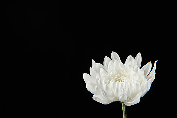 포토 JPG 스튜디오촬영 꽃 한송이 검은배경 국화 실내 누끼 사람없음 슬픔 죽음 애도 위로 장례 장례식 장례용품 추모 국내포토 식물 1 감정 백그라운드 내부 검은색 오브젝트 송이 파일형식