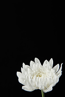 포토 JPG 스튜디오촬영 꽃 한송이 검은배경 국화 실내 누끼 사람없음 슬픔 죽음 애도 위로 장례 장례식 장례용품 추모 국내포토 식물 1 감정 백그라운드 내부 검은색 오브젝트 송이 파일형식