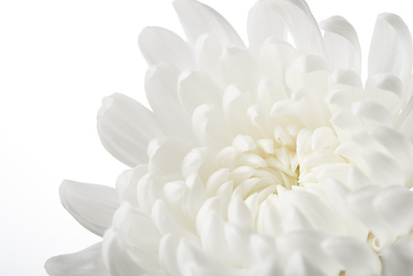 포토 JPG 스튜디오촬영 꽃 백그라운드 한송이 국화 실내 누끼 근접촬영 사람없음 슬픔 흰색 죽음 흰배경 애도 위로 장례 장례식 장례용품 추모 국내포토 식물 1 감정 뷰포인트 컬러 내부 오브젝트 송이 파일형식