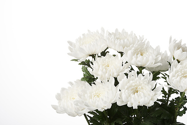 포토 JPG 스튜디오촬영 꽃 여러송이 백그라운드 국화 실내 누끼 사람없음 슬픔 흰색 죽음 흰배경 애도 위로 장례 장례식 장례용품 추모 국내포토 식물 감정 컬러 다수 내부 오브젝트 파일형식