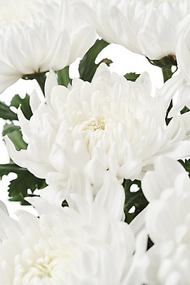 포토 JPG 스튜디오촬영 꽃 여러송이 백그라운드 국화 실내 누끼 근접촬영 사람없음 슬픔 흰색 죽음 흰배경 애도 위로 장례 장례식 장례용품 추모 국내포토 식물 감정 뷰포인트 컬러 다수 내부 오브젝트 파일형식