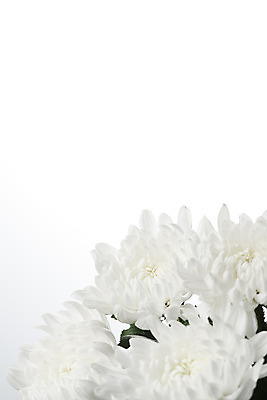 포토 JPG 스튜디오촬영 꽃 여러송이 백그라운드 국화 실내 누끼 근접촬영 사람없음 슬픔 흰색 죽음 흰배경 애도 위로 장례 장례식 장례용품 추모 국내포토 식물 감정 뷰포인트 컬러 다수 내부 오브젝트 파일형식