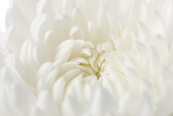 포토 JPG 스튜디오촬영 꽃 백그라운드 한송이 국화 실내 누끼 근접촬영 사람없음 슬픔 흰색 죽음 흰배경 애도 위로 장례 장례식 장례용품 추모 국내포토 식물 1 감정 뷰포인트 컬러 내부 오브젝트 송이 파일형식