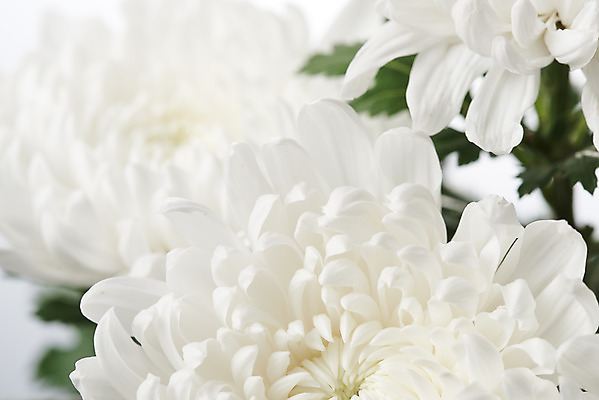 포토 JPG 스튜디오촬영 꽃 여러송이 백그라운드 국화 실내 누끼 근접촬영 사람없음 슬픔 흰색 죽음 흰배경 애도 위로 장례 장례식 장례용품 추모 국내포토 식물 감정 뷰포인트 컬러 다수 내부 오브젝트 파일형식