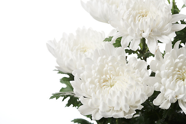 포토 JPG 스튜디오촬영 꽃 여러송이 백그라운드 국화 실내 누끼 근접촬영 사람없음 슬픔 흰색 죽음 흰배경 애도 위로 장례 장례식 장례용품 추모 국내포토 식물 감정 뷰포인트 컬러 다수 내부 오브젝트 파일형식