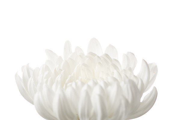 포토 JPG 스튜디오촬영 꽃 백그라운드 한송이 국화 실내 누끼 근접촬영 사람없음 슬픔 흰색 죽음 흰배경 애도 위로 장례 장례식 장례용품 추모 국내포토 식물 1 감정 뷰포인트 컬러 내부 오브젝트 송이 파일형식