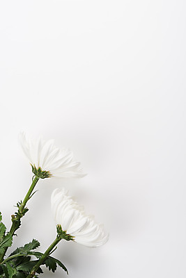포토 JPG 스튜디오촬영 꽃 백그라운드 국화 실내 누끼 사람없음 슬픔 흰색 죽음 두송이 흰배경 애도 위로 장례 장례식 장례용품 추모 국내포토 식물 감정 컬러 2 내부 오브젝트 파일형식