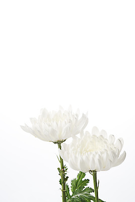 포토 JPG 스튜디오촬영 꽃 백그라운드 국화 실내 누끼 사람없음 슬픔 흰색 죽음 두송이 흰배경 애도 위로 장례 장례식 장례용품 추모 국내포토 식물 감정 컬러 2 내부 오브젝트 파일형식