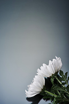 포토 JPG 스튜디오촬영 꽃 회색배경 국화 실내 누끼 사람없음 하이앵글 슬픔 죽음 두송이 애도 위로 장례 장례식 장례용품 추모 플랫레이 국내포토 식물 감정 뷰포인트 백그라운드 2 내부 회색 플랫 오브젝트 파일형식